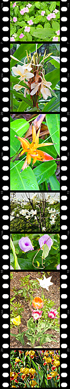 flowers collage from el Yunque tropical rain forests, Confucius Temple in Beijing China, Austria, and the Brooklyn Zoo align=right